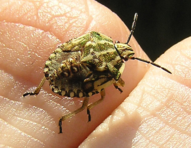 Purpur-Baumwanze, Carpocoris purpureipennis Larve